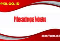 ciri ciri pithecanthropus robustus